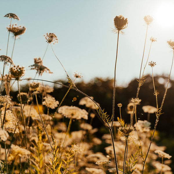 Spring Cleaning Sales Event